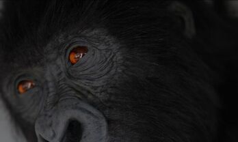 El Museo Helga de Alvear acoge primera gran exposicin antolgica de Ryan Gander en Europa